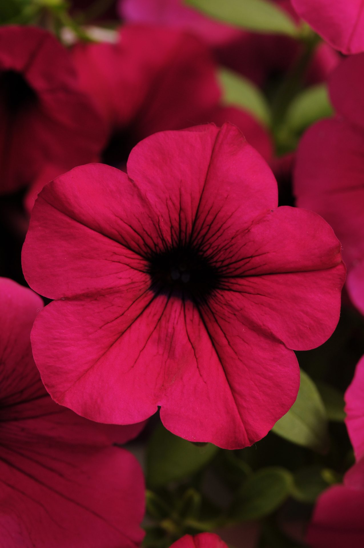 Riippapetunia Wave Purple