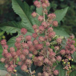 Risiini Carmencita Pink/Rose