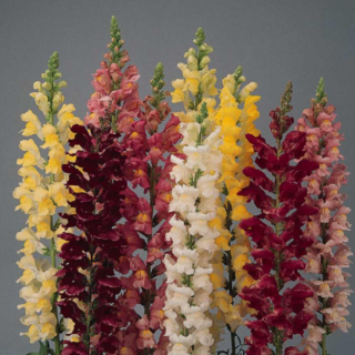 Leikkoleijonankita Rocket sekoitus 1000 s