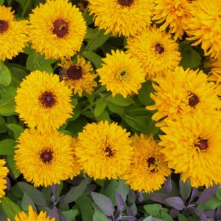 Kesäpäivänhattu Maya 50 s.