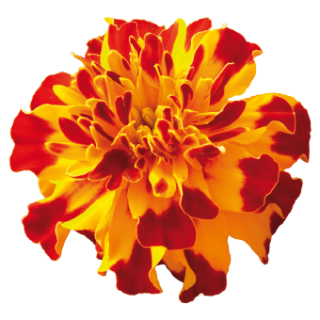 Samettikukka Safari Bolero