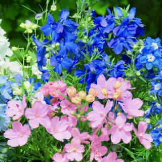 Kiinanritarinkannus Summer Colors 250 s.