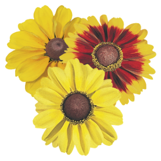 Kesäpäivänhattu Toto Mix