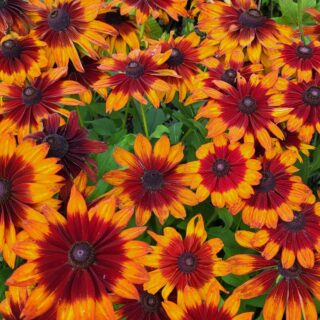 Kesäpäivänhattu  Rustic 50 s