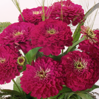 Isotsinnia Benary's Giant Wine