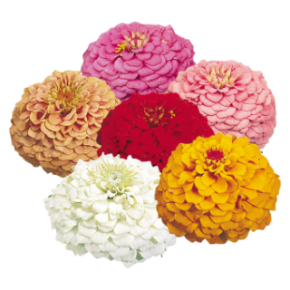 Isotsinnia Oklahoma sekoitus  Benary