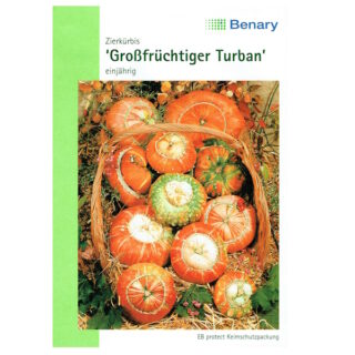 Koristekurpitsa Turbaani