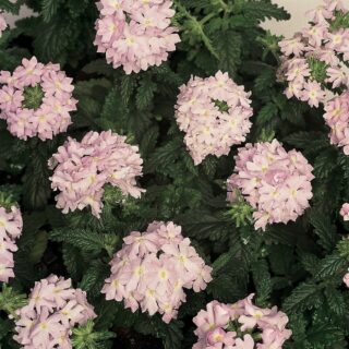 Tarhaverbena Quartz XP Silver