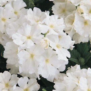 Tarhaverbena Quartz XP White