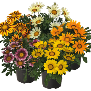 Timanttikukka Zany mix