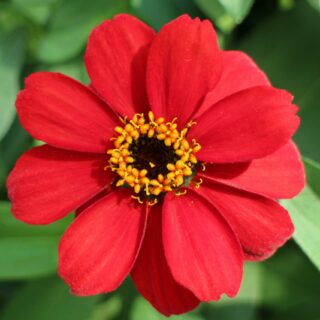 Isotsinnia Profusion F1 Red