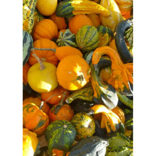 Koristekurpitsa Intialainen sekoitus 100 s.