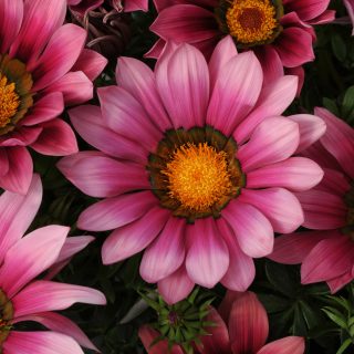 Timanttikukka Gazania New Day Pink Shades