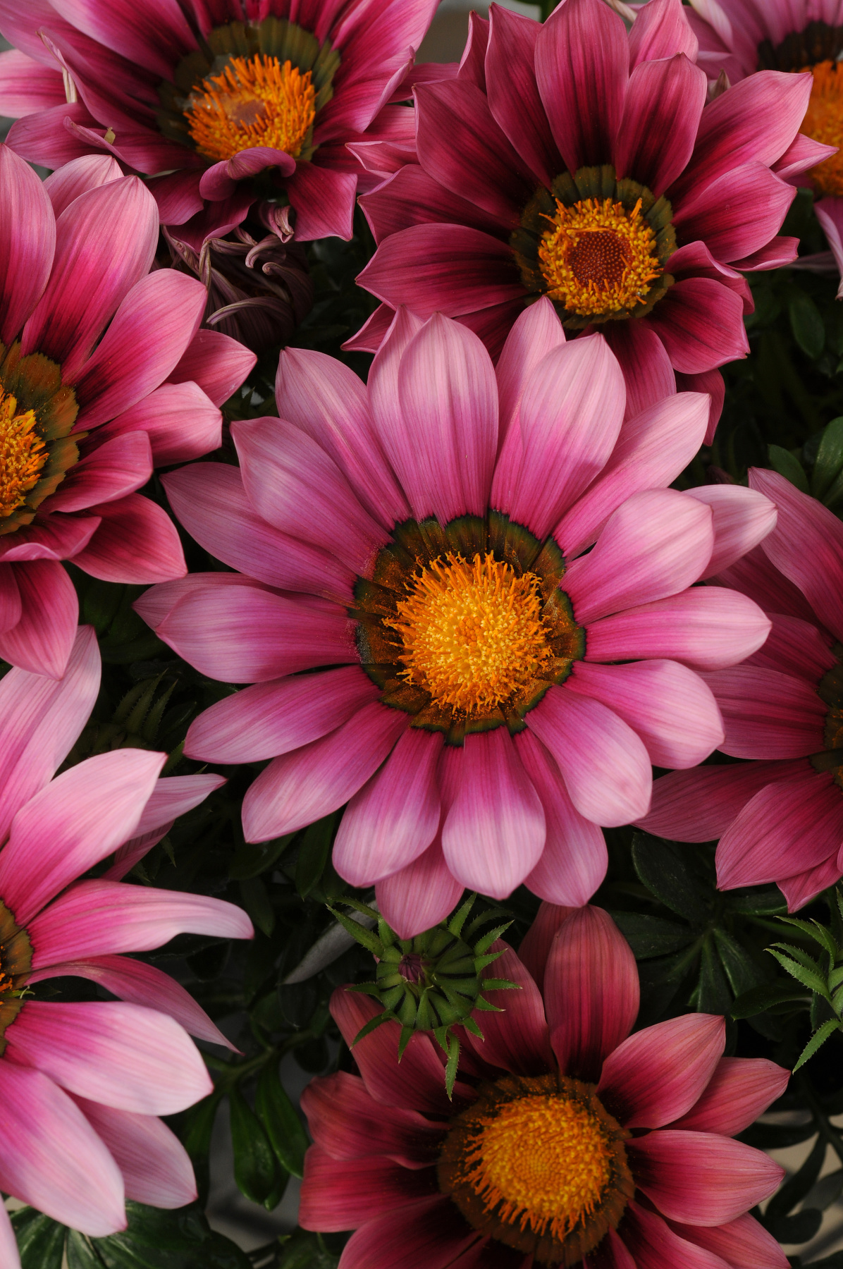 Timanttikukka Gazania New Day Pink Shades