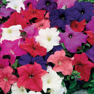Petunia Limbo sekoitus 250 s.