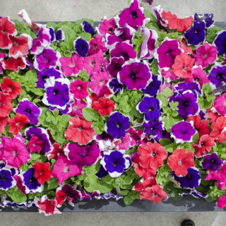 Petunia Limbo Picotee sekoitus 250 s.