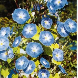 Kirjopäivänsini Heavenly Blue 50 g