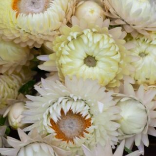 Iso-olkikukka Creamy White 1 g