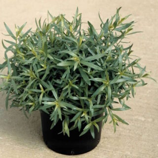 Venäjänrakuuna Inodora 1 g