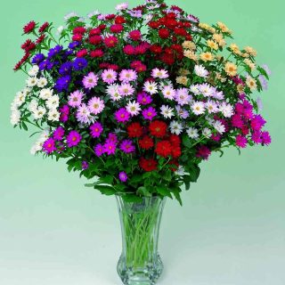 Kiinanasteri Serenade mix 250 s