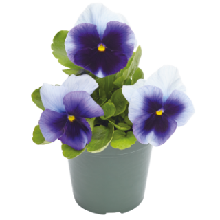 Tarhaorvokki Inspire Plus Beaconsfield 100 tai 500 s.