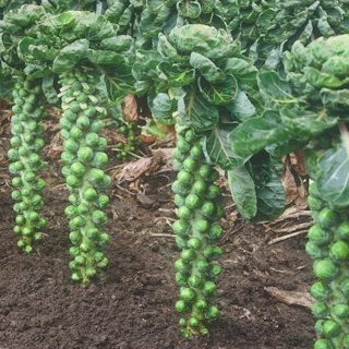 Ruusukaali brilliant 100 s.