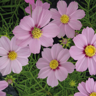 Punakosmoskukka Casanova pink 250 s