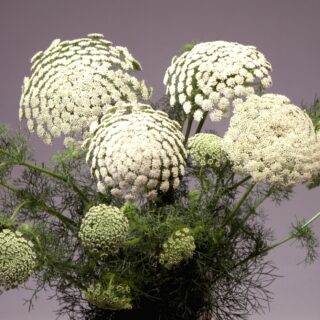 Sirosudenporkkana Green mist 5 g