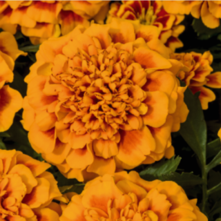 Ryhmäsamettikukka Hero Orange Bee 50 s.