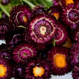 Iso-olkikukka Purple 1 g