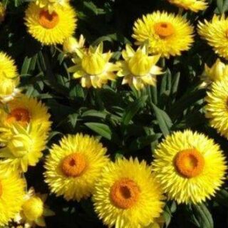 Iso-olkikukka Lemon Yellow 1 g