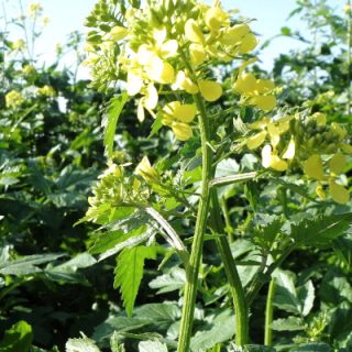 Viherlannoitus keltasinappi 250 g