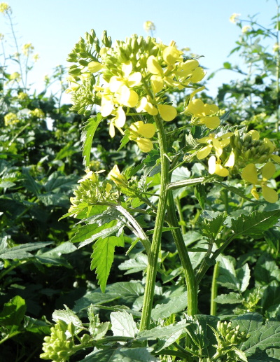 Viherlannoitus keltasinappi 250 g