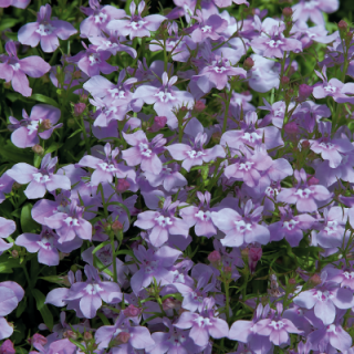 Sinilobelia Palace Lilac 10 000 s.