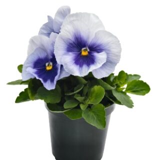 Tarhaorvokki Inspire Plus Metallic Blue Blotch 100 tai 500 s.