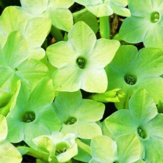 Koristetupakka Saratoga Lime 500 p