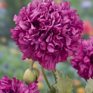 Pioniunikko Purple Peony 1 g