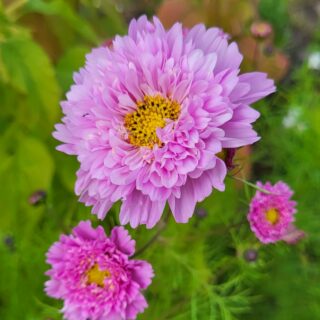 Punakosmoskukka Double Dutch Rose