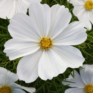 Punakosmoskukka Sonata White 100 s