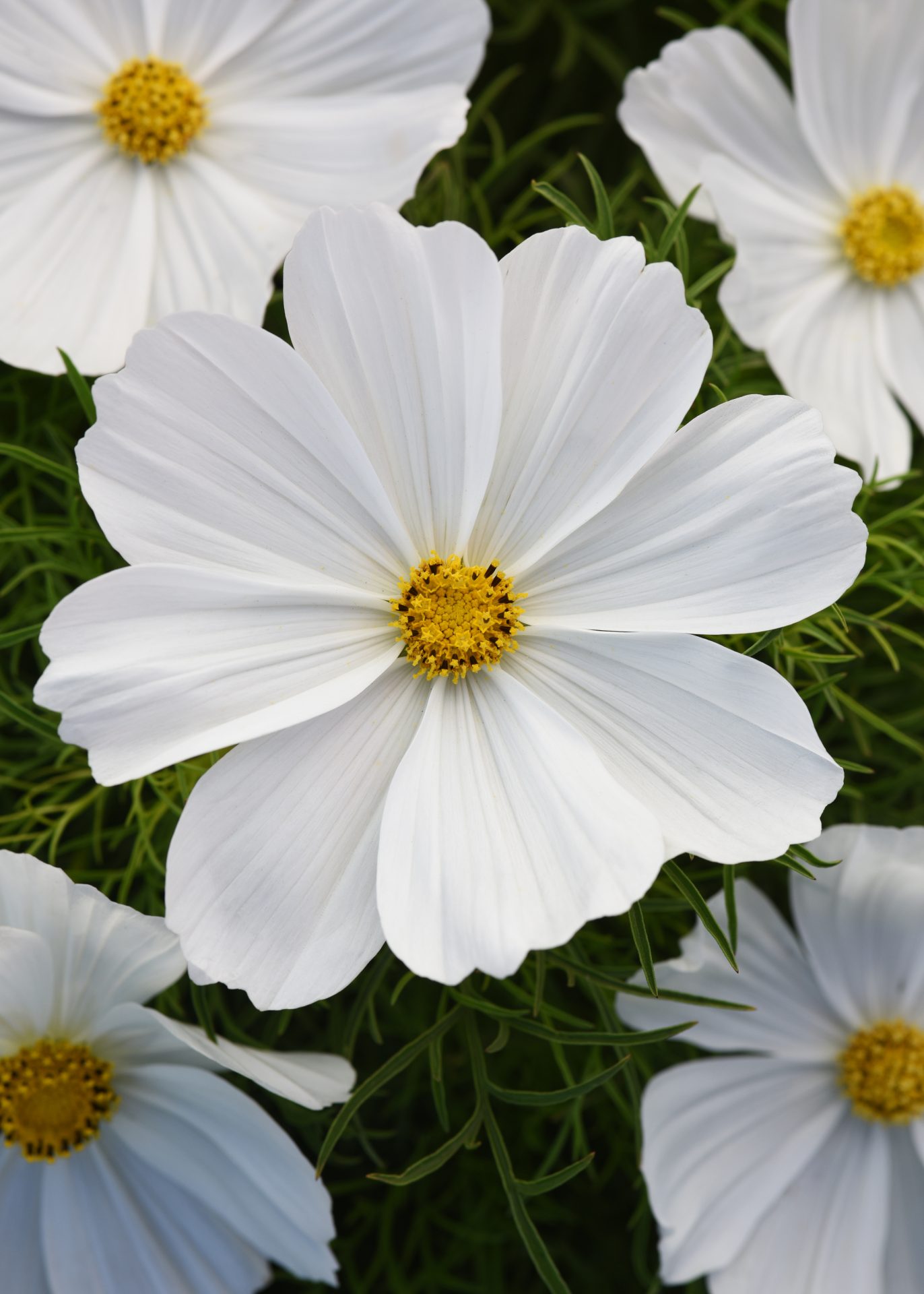 Punakosmoskukka Sonata White 100 s