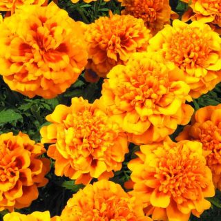 Ryhmäsamettikukka Super Hero Orange Bee 1000 s.