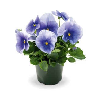 Tarhaorvokki Inspire Plus Light Blue 100 s. tai 500 s.