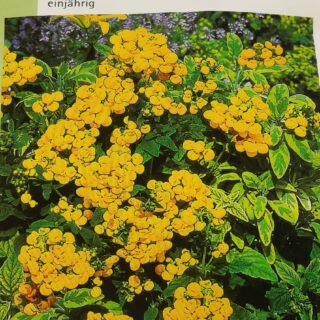 Varputoffelikukka Goldari F1 Pvm 12/25