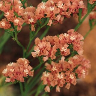 Sini-ikiviuhko apricot