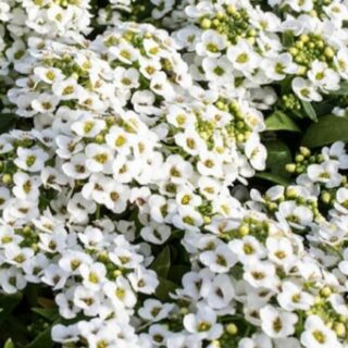 Tuoksupielus Snowcrystals 1000 s.