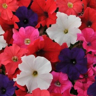 Petunia EZ-Rider F1 sekoitus 250 p