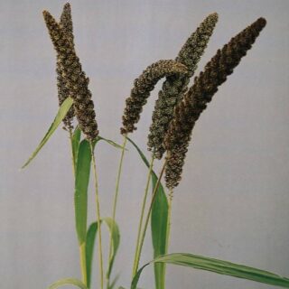 Italianpantaheinä 5 g