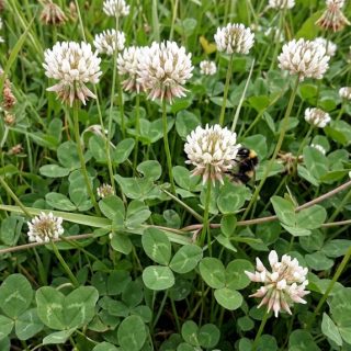 Valkoapila 40 g tai 400 g