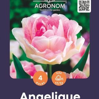 Kerrottu tulppaani 'Angelique' (4 kpl pakkaus)