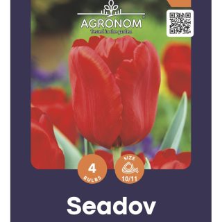 Triumph-tulppaani 'Seadov'